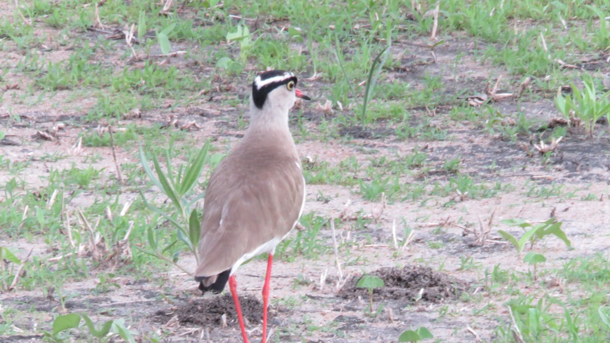 Crowned Lapwing - ML611976488