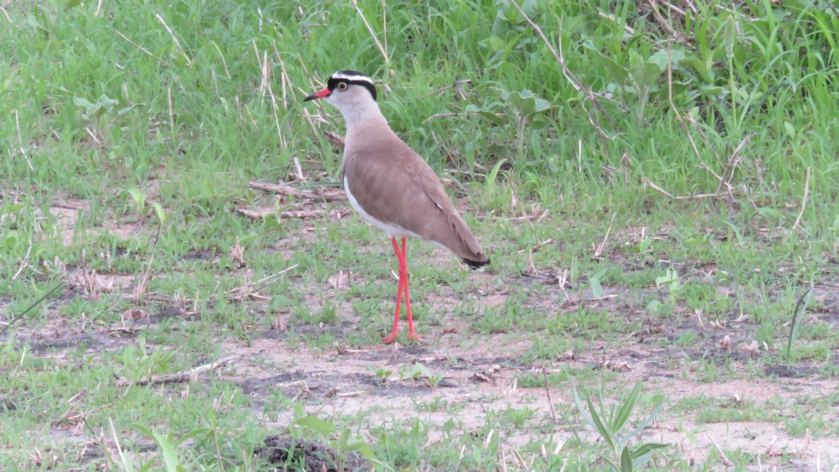Crowned Lapwing - ML611976489