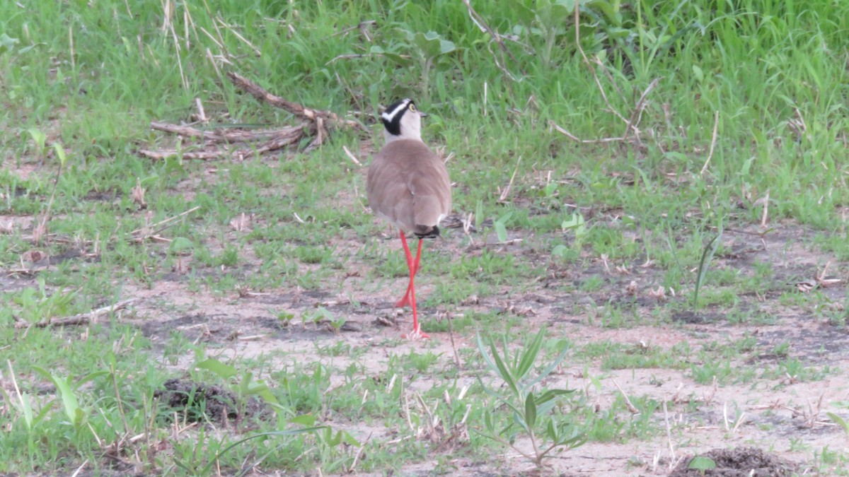 Crowned Lapwing - ML611976490