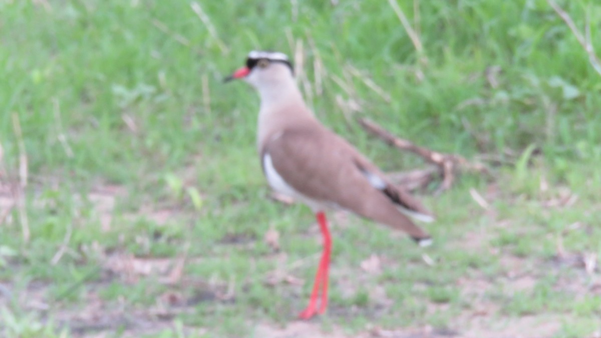 Crowned Lapwing - ML611976491
