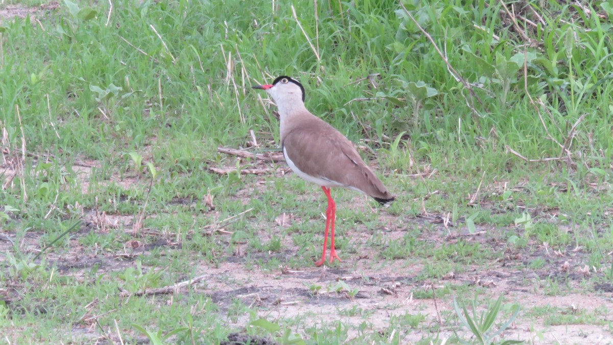 Crowned Lapwing - ML611976492