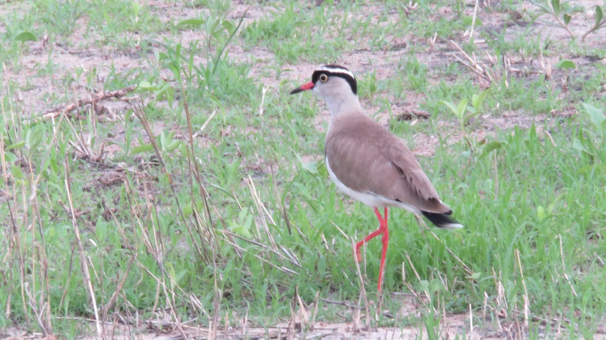 Crowned Lapwing - Felipe Rosado Romero