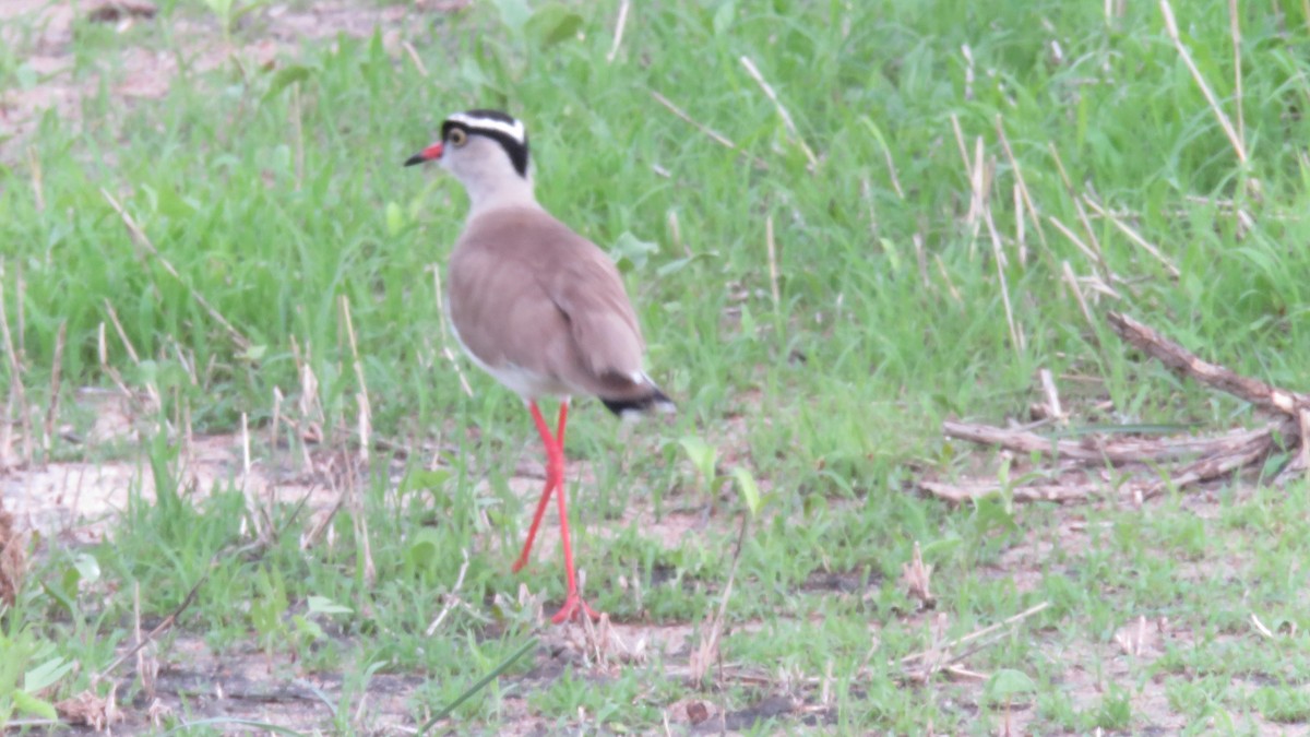 Crowned Lapwing - ML611976494