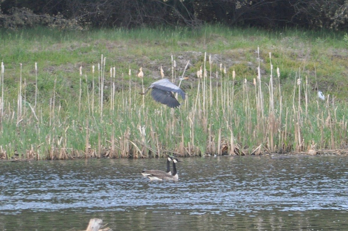 Canada Goose - ML611976533