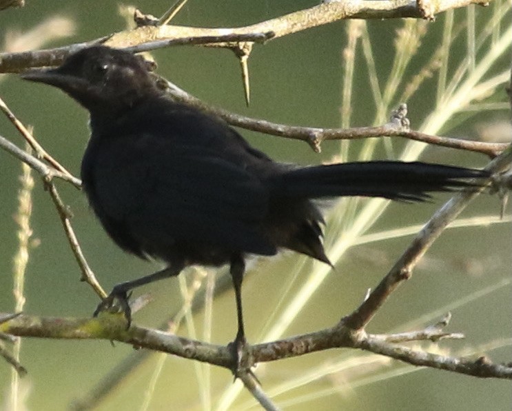 Black Catbird - ML611976696