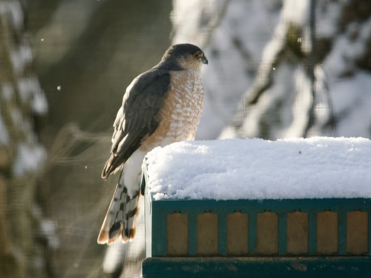 Sharp-shinned Hawk - ML611976751