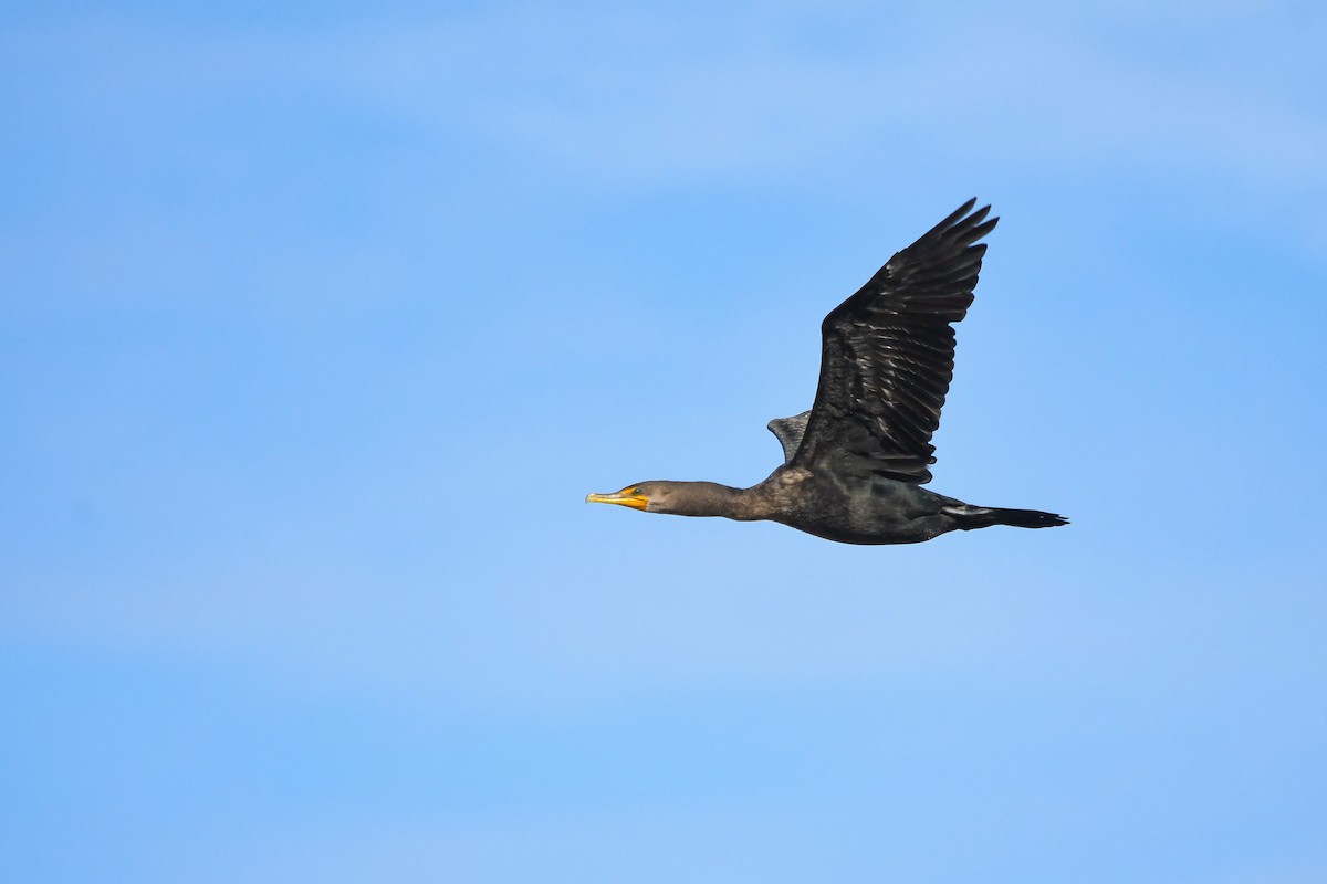 Double-crested Cormorant - Ronan Pangie