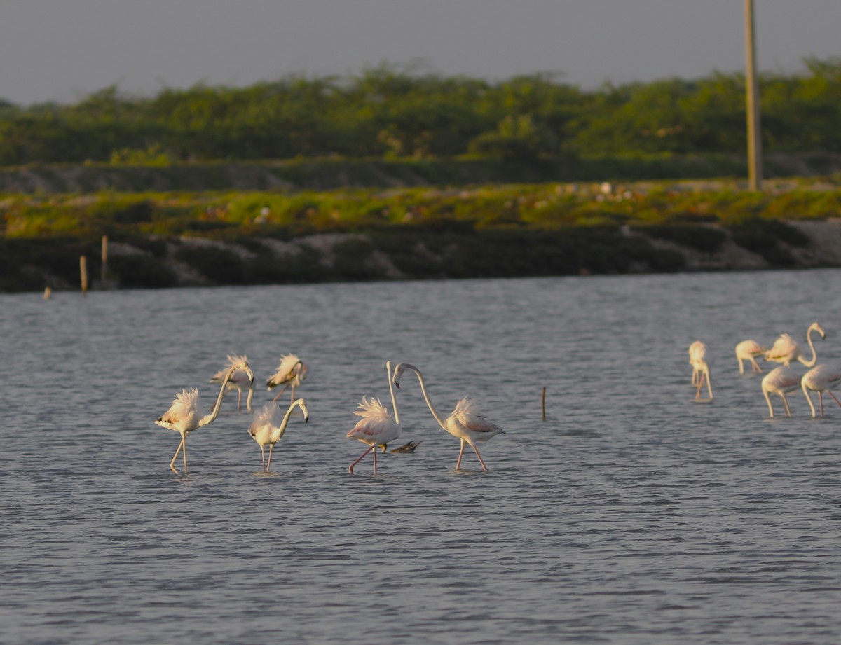 Greater Flamingo - ML611976854