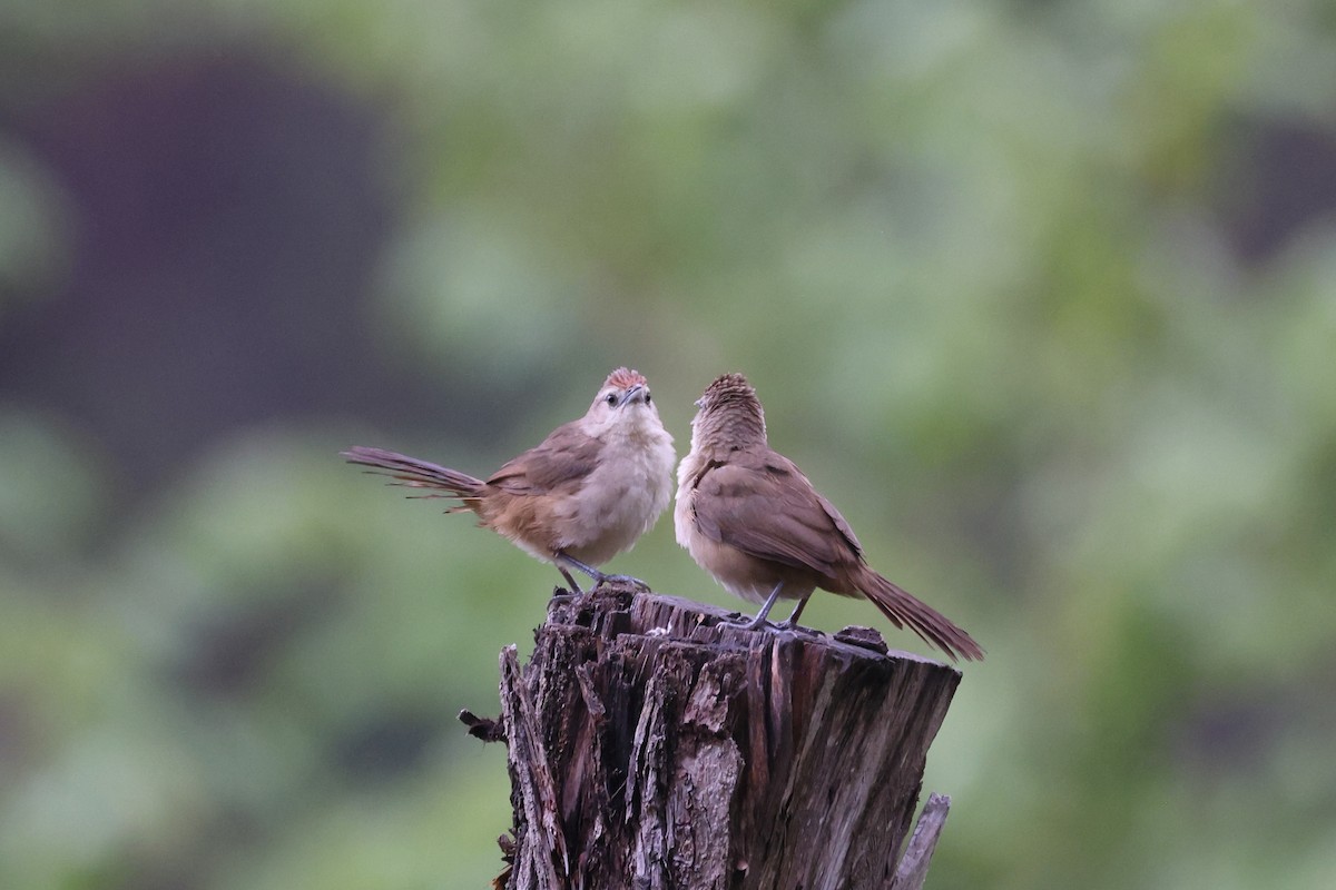 Rufous-fronted Thornbird - ML611976897