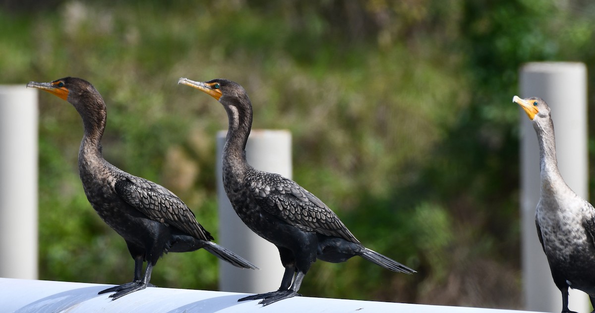 Double-crested Cormorant - Timothy Freiday