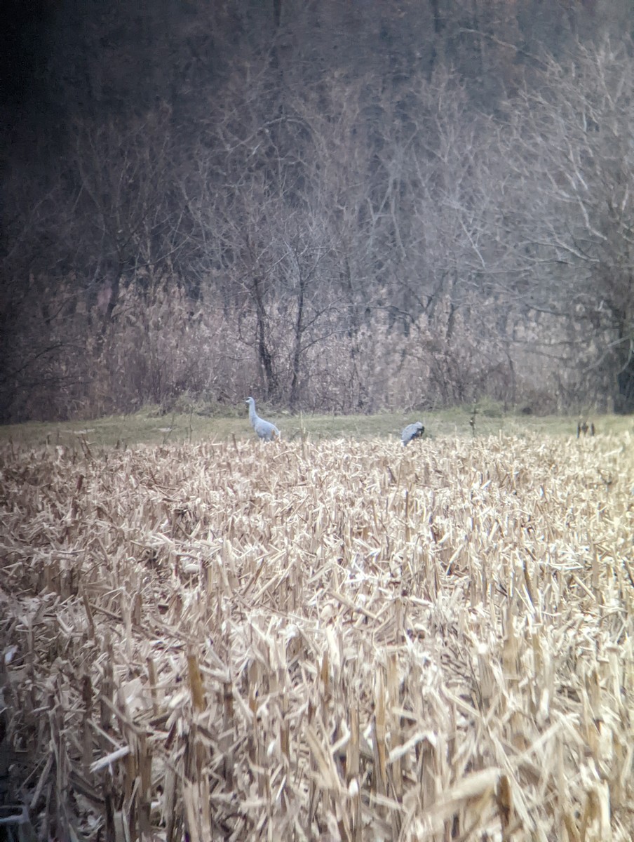 Sandhill Crane - John Garrison