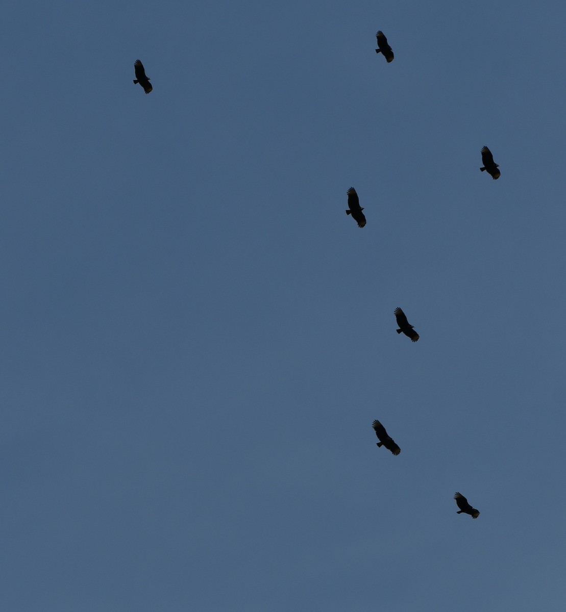 Black Vulture - ML611976968