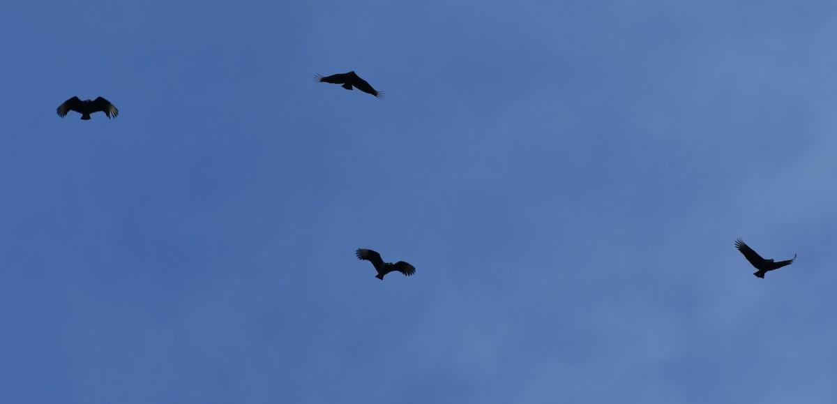 Black Vulture - ML611976969