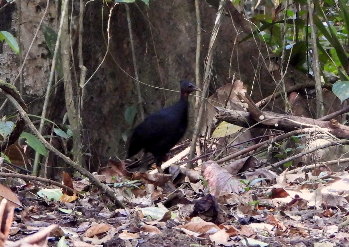 Dusky Megapode (Dusky) - ML611976990