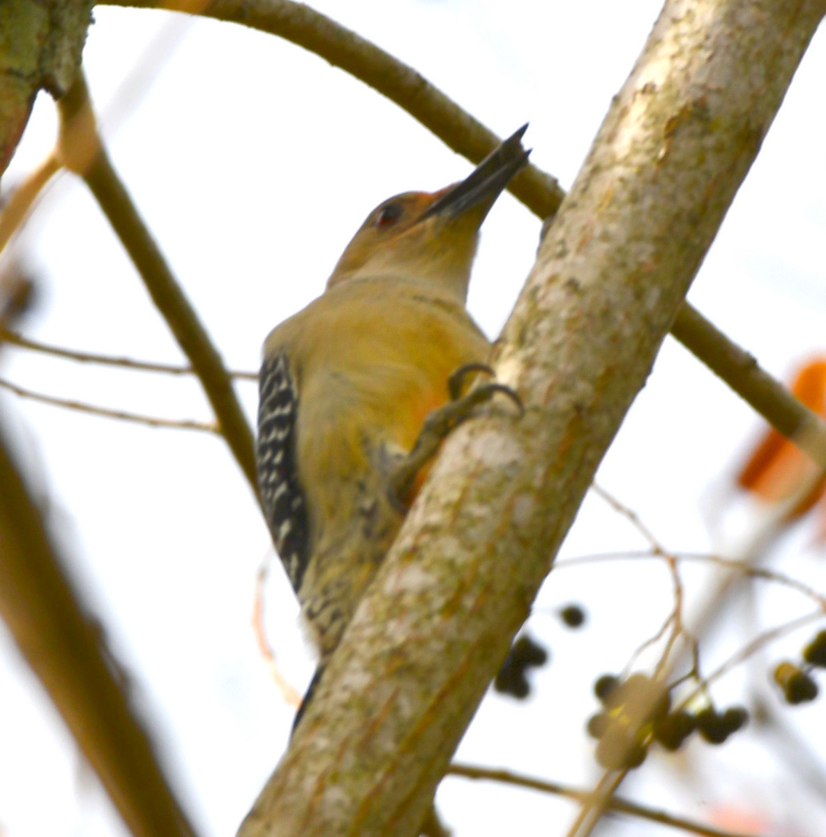 Red-bellied Woodpecker - Timothy Freiday