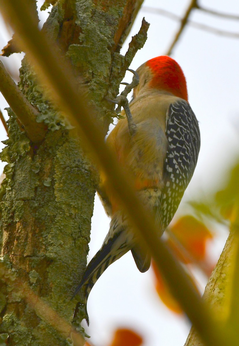 Red-bellied Woodpecker - Timothy Freiday