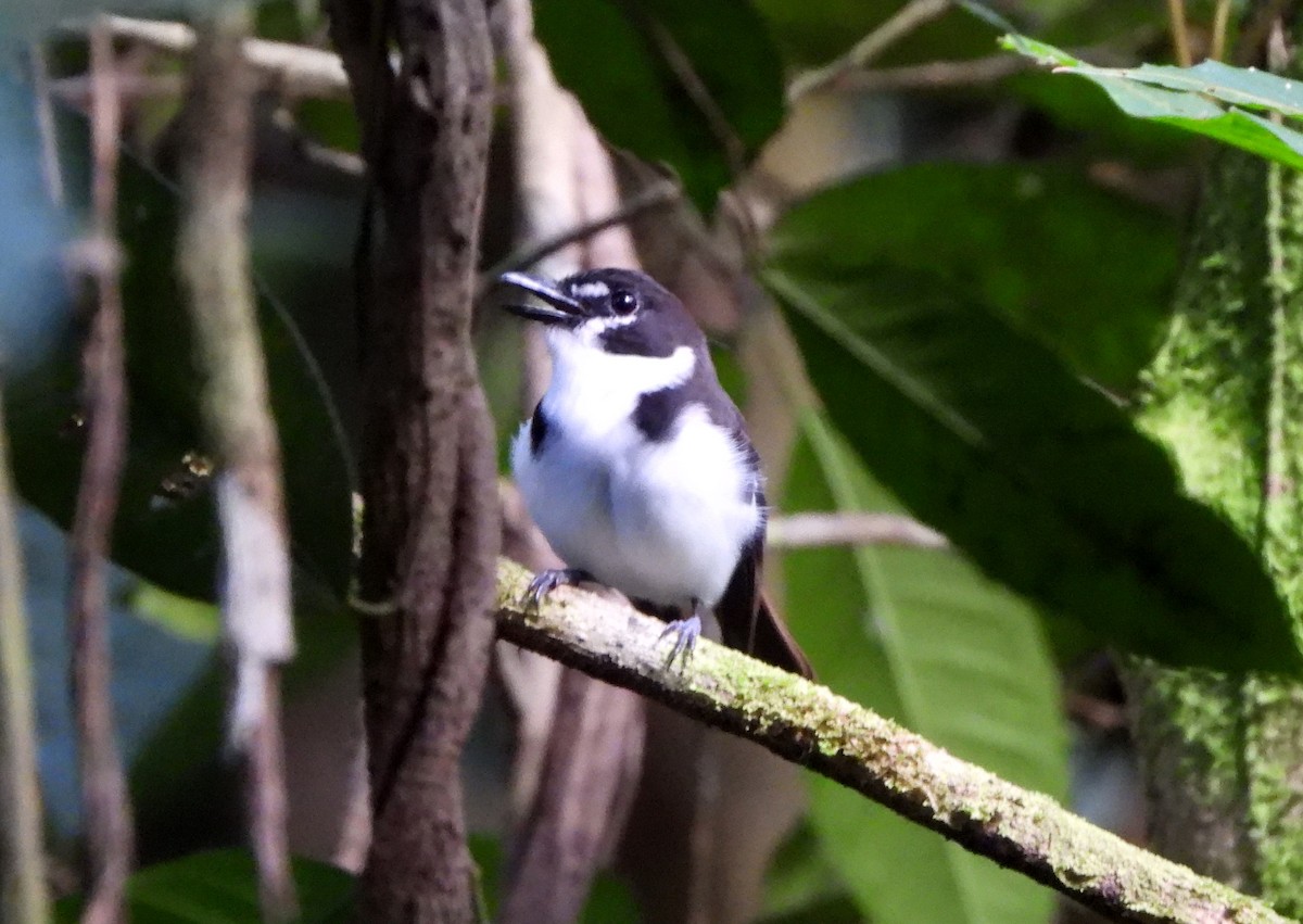 Black-sided Robin - ML611977020
