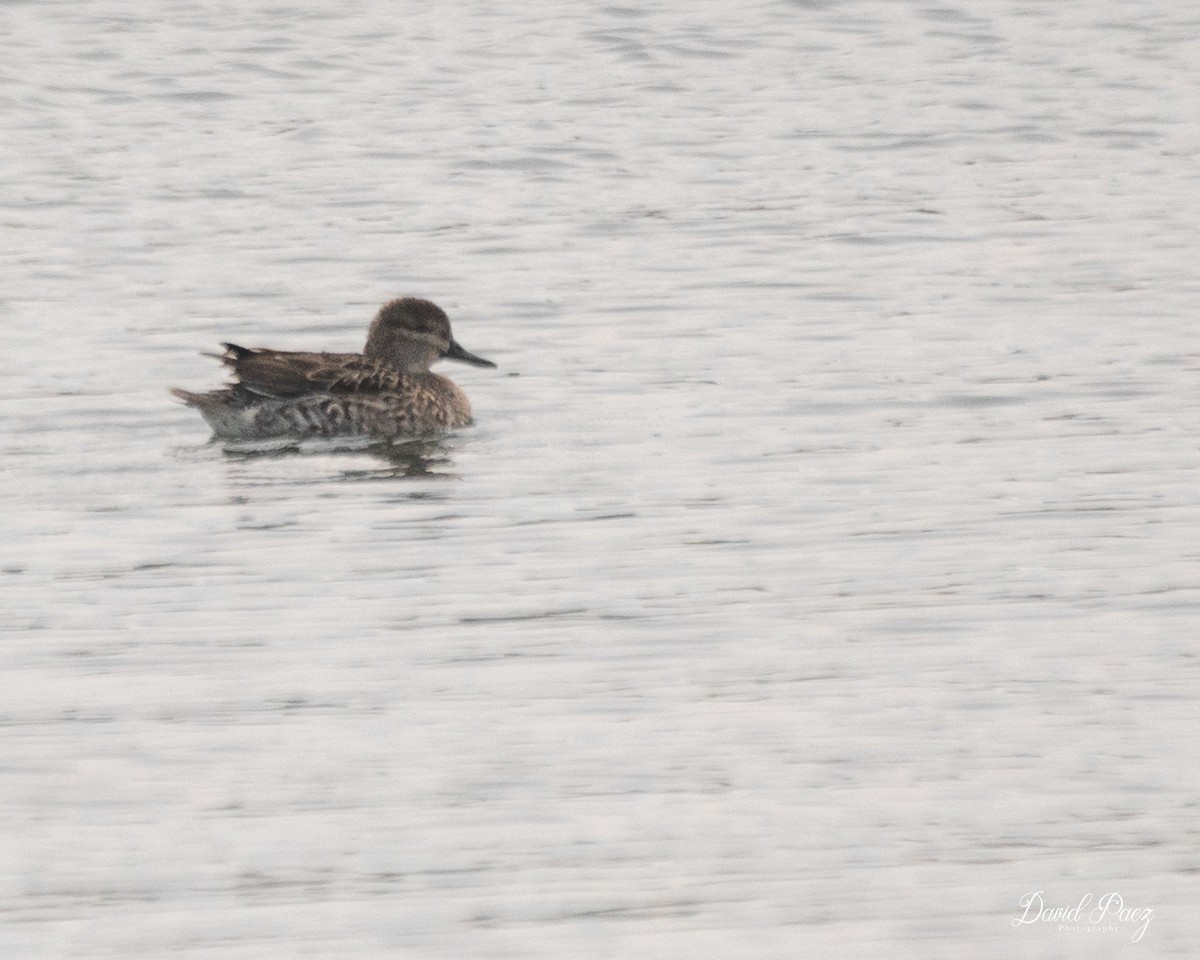 Green-winged Teal - ML611977024