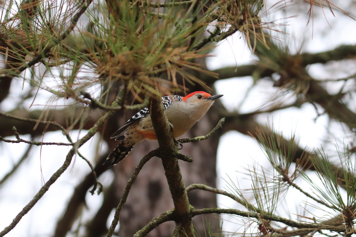 Red-bellied Woodpecker - Tim Hain