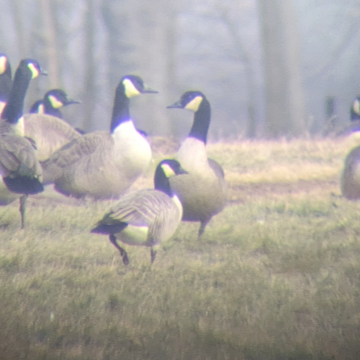 Branta kanadar txikia - ML611977255