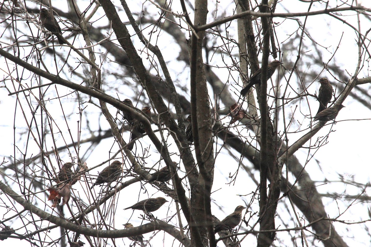 Red-winged Blackbird - ML611977292