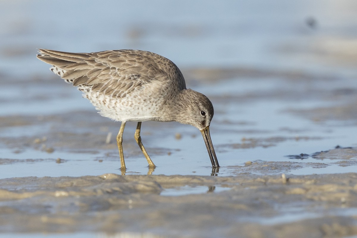 Short-billed Dowitcher - John Troth