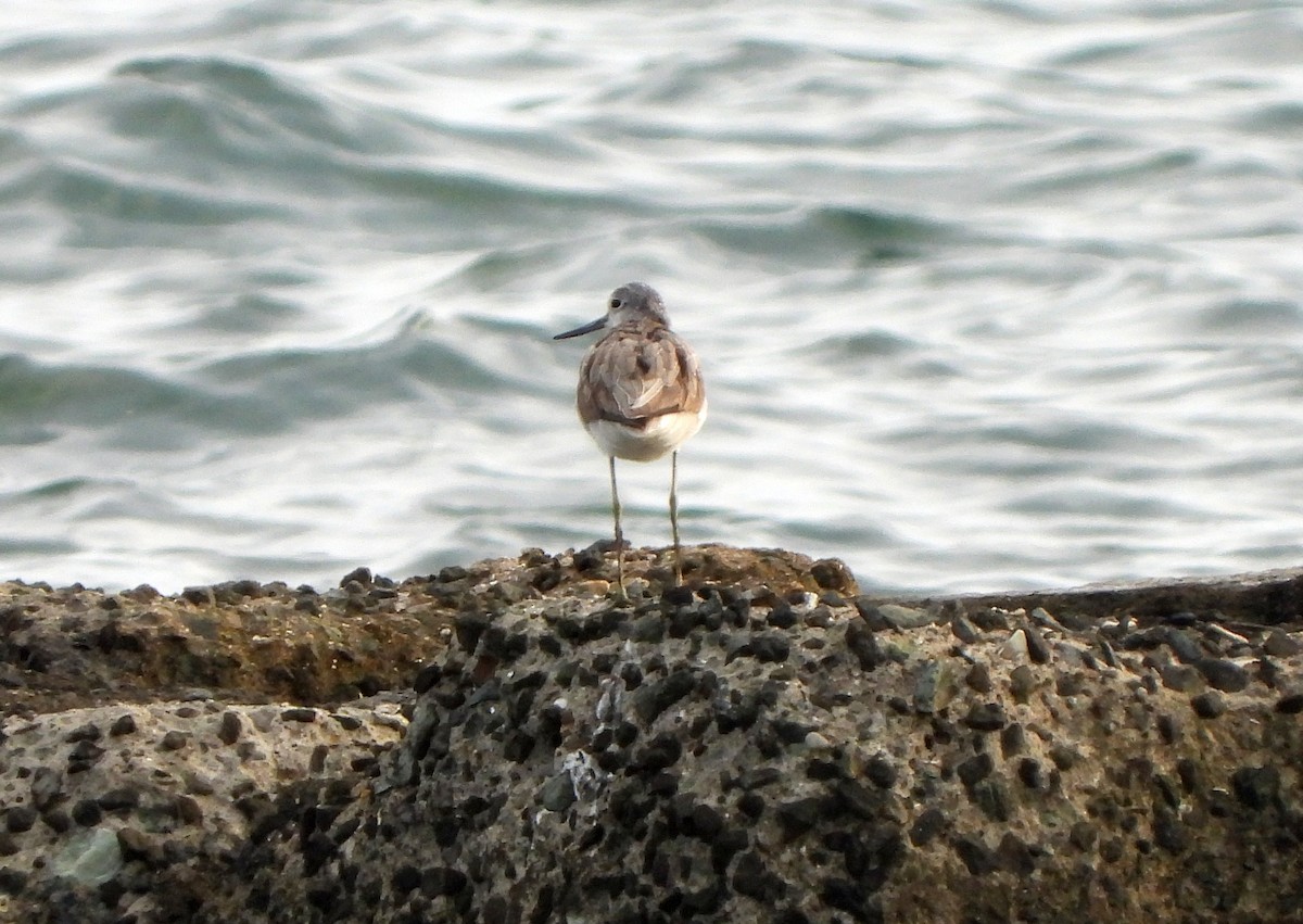 Common Greenshank - ML611977384