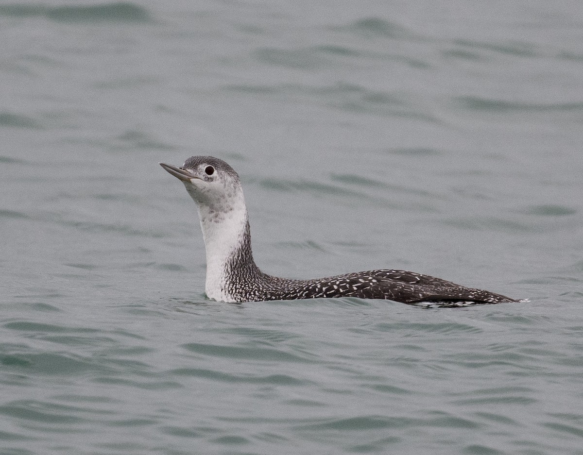 Red-throated Loon - ML611977507