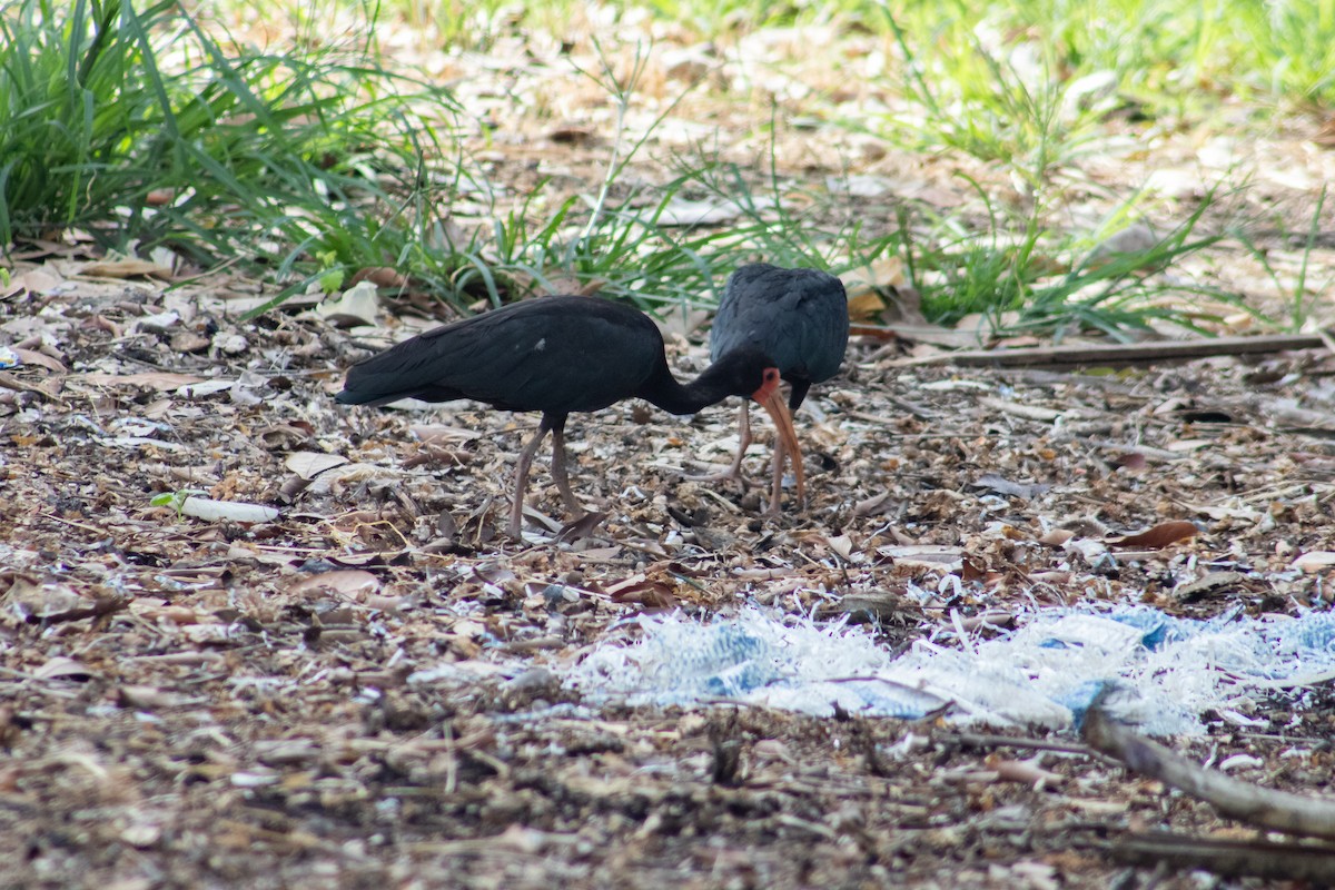 Bare-faced Ibis - ML611977517