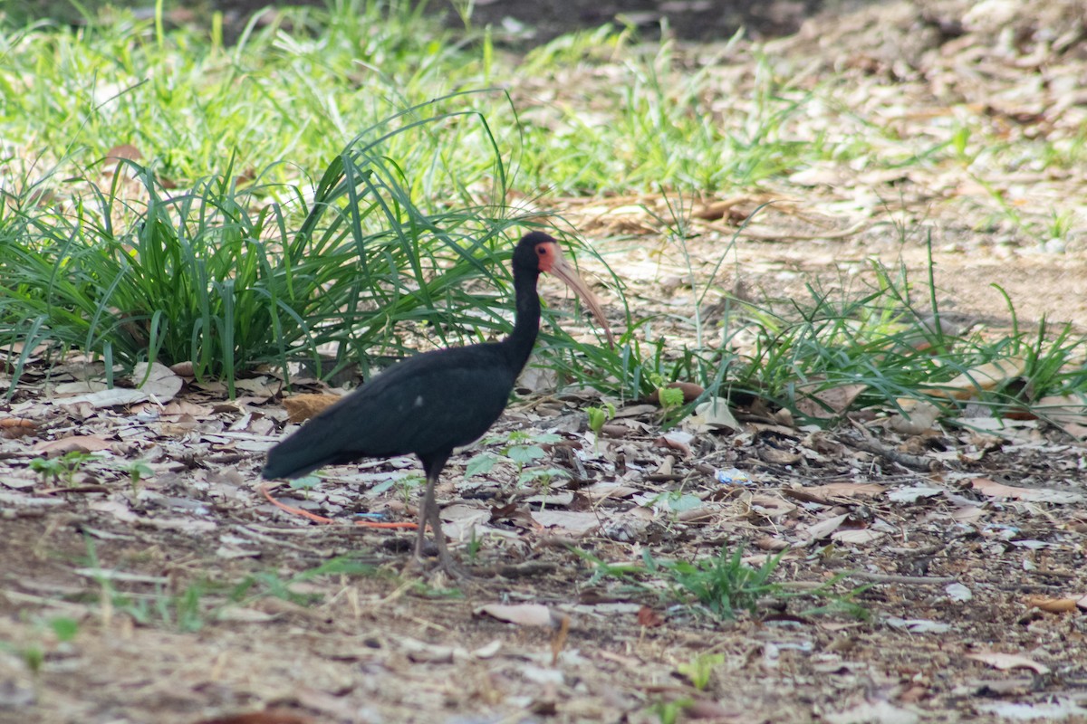 Ibis à face nue - ML611977518