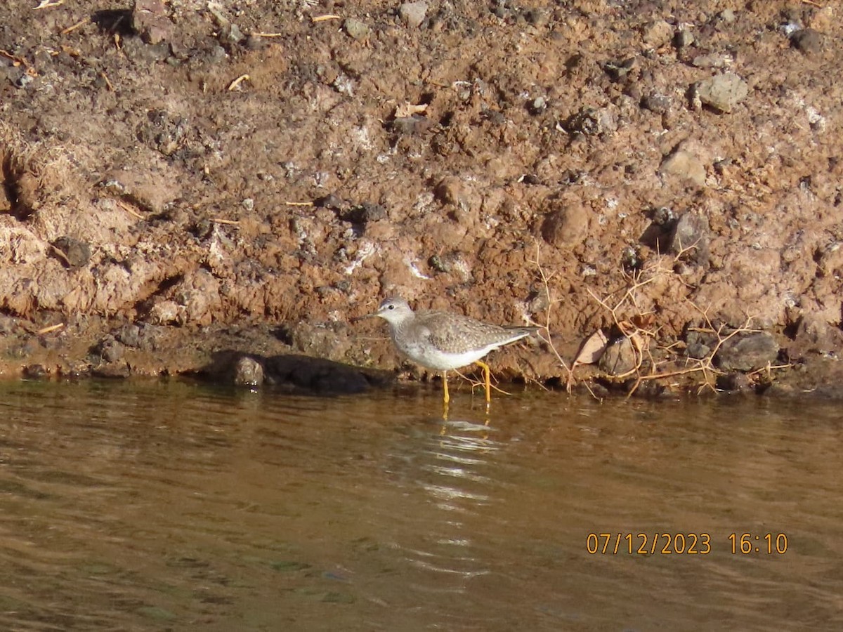 Lesser Yellowlegs - Nils Adeler