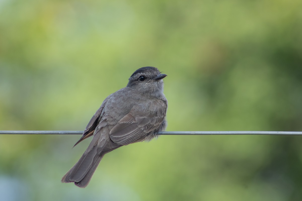 Crowned Slaty Flycatcher - Francisco Valdevino Bezerra Neto