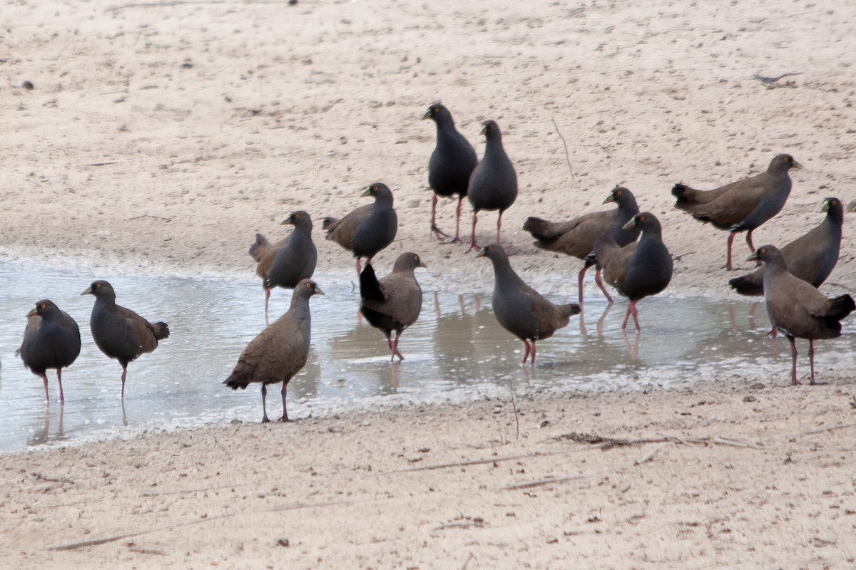 Black-tailed Nativehen - ML611977529