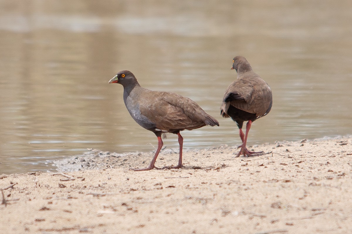 Black-tailed Nativehen - ML611977530