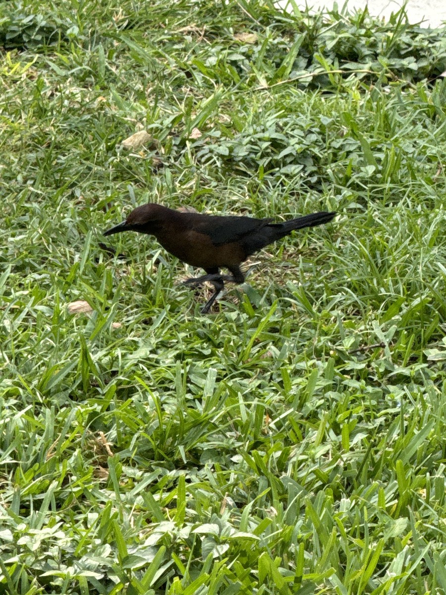 Boat-tailed Grackle - ML611977539