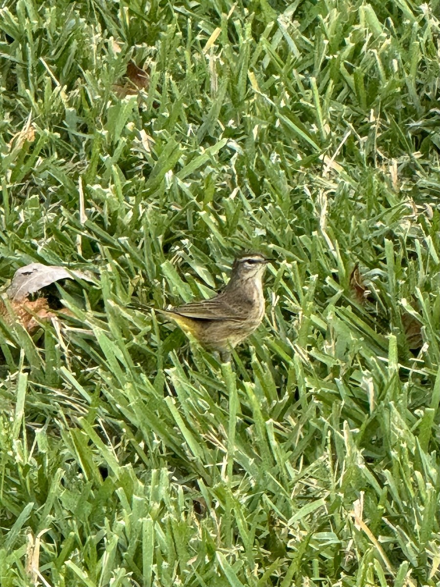 Palm Warbler - ML611977552