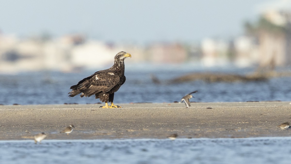 Bald Eagle - ML611977554