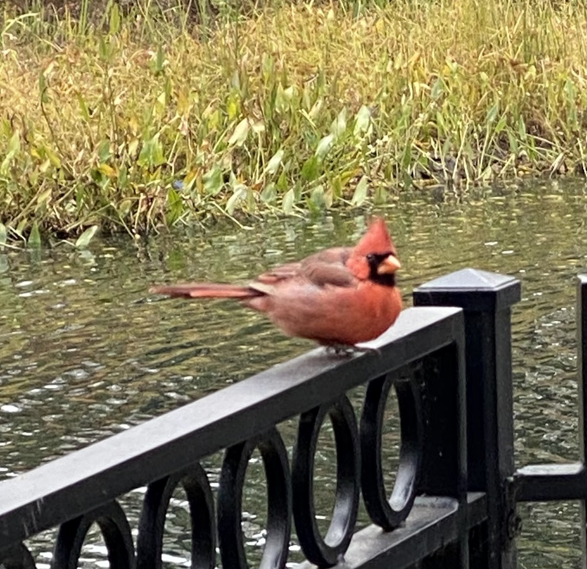 Northern Cardinal - ML611977602