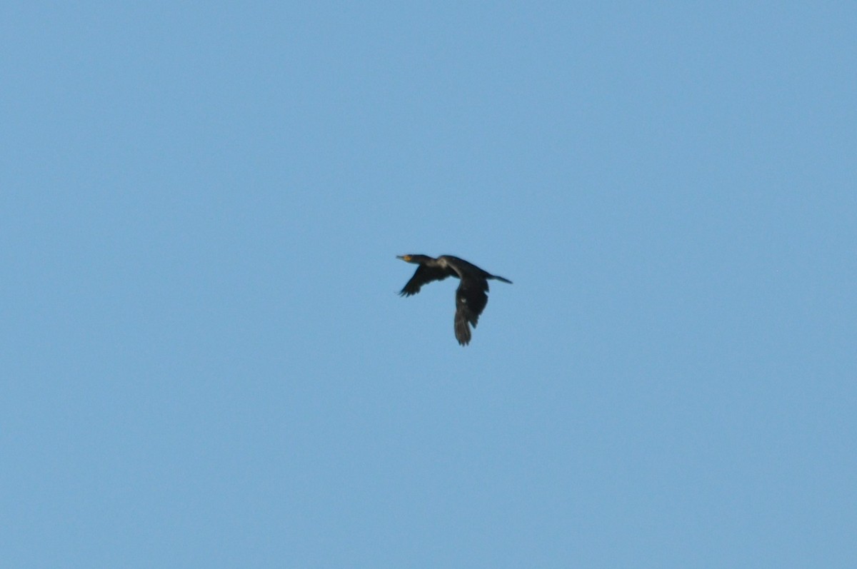 Double-crested Cormorant - ML611977604