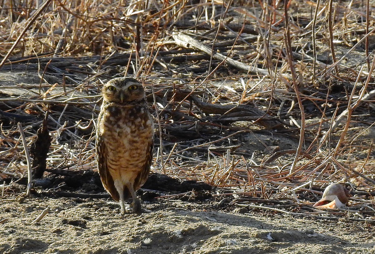 Burrowing Owl - ML611977759