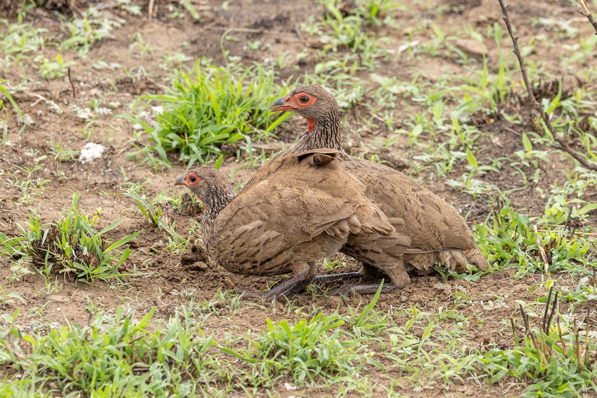 Swainson's Spurfowl - ML611977824