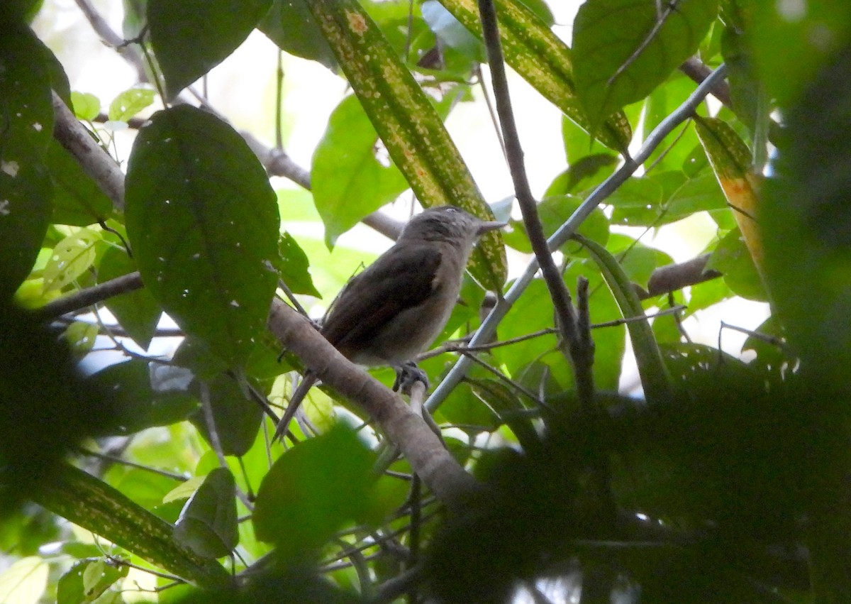 Waigeo Shrikethrush - ML611977830