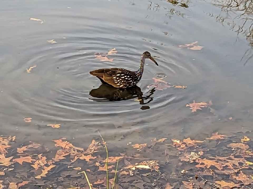 Limpkin - ML611977879