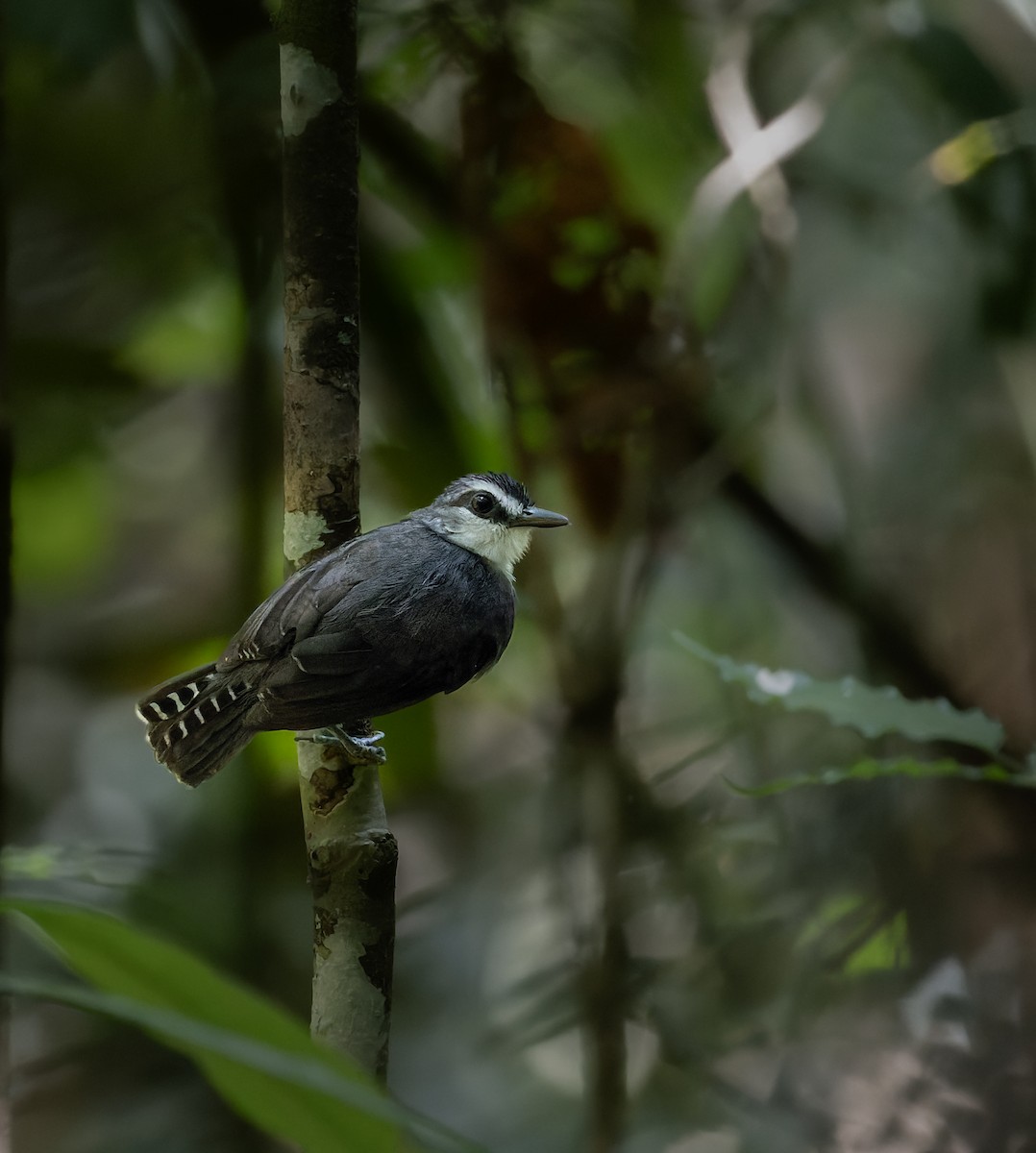 White-throated Antbird - Valéria Boldrin Silva