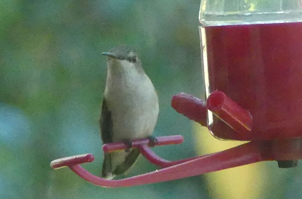 Ruby-throated Hummingbird - ML611977953