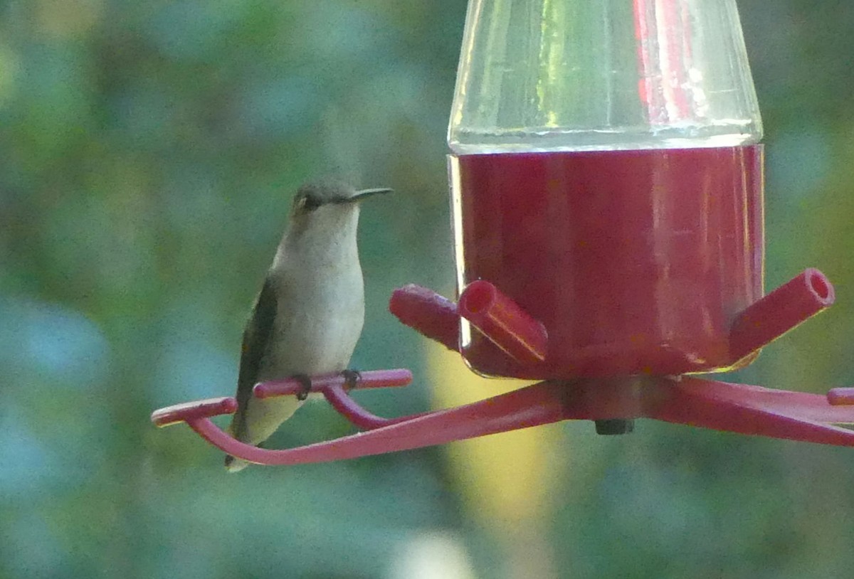 Ruby-throated Hummingbird - ML611977954