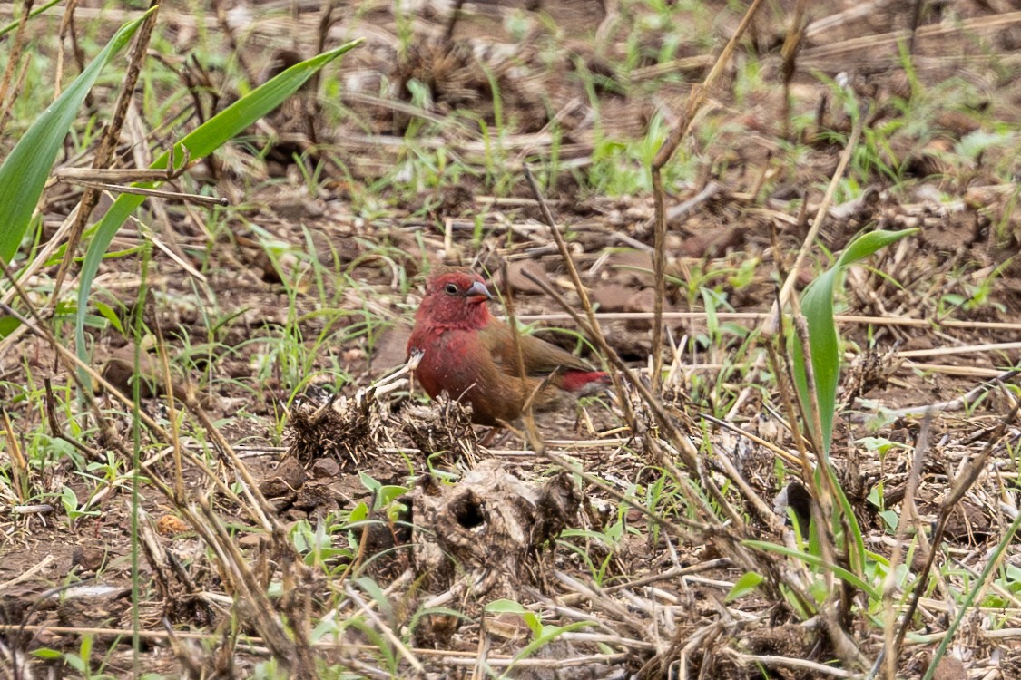 Red-billed Firefinch - ML611978094