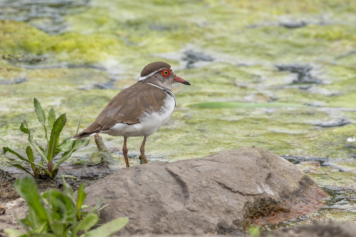 Three-banded Plover - ML611978169