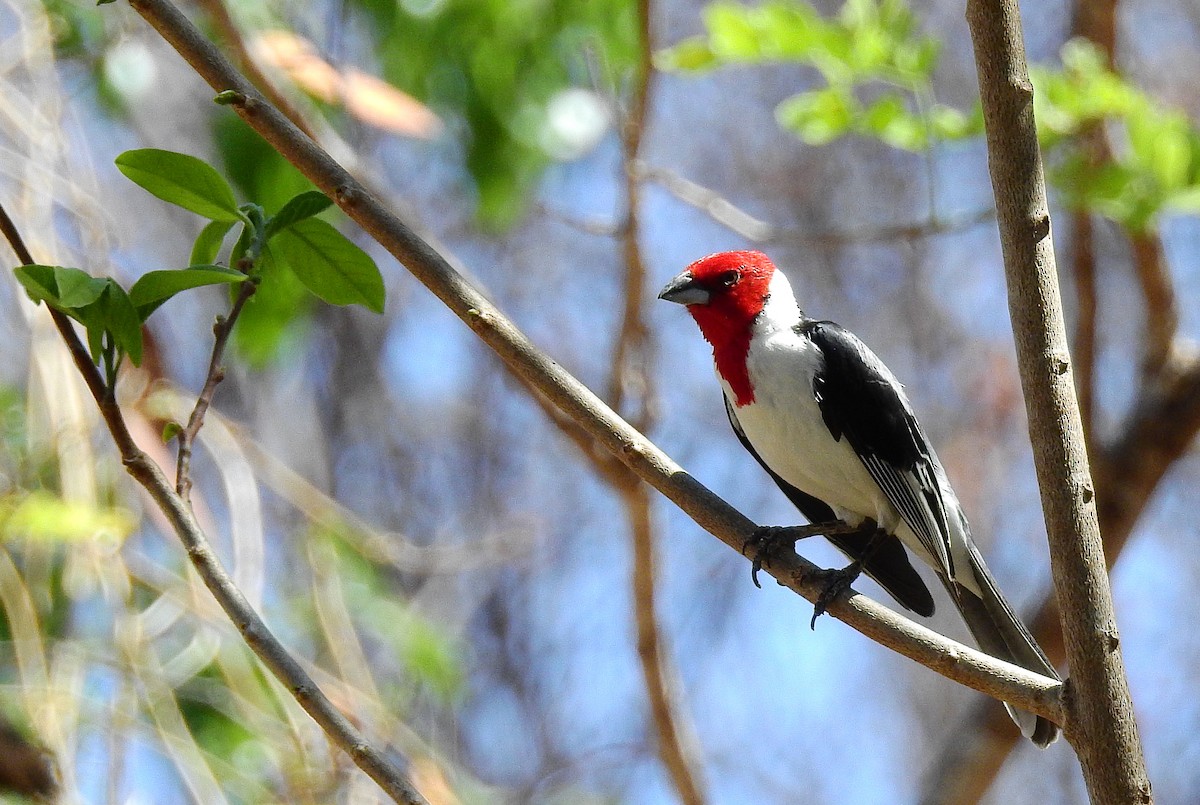 Red-cowled Cardinal - ML611978284