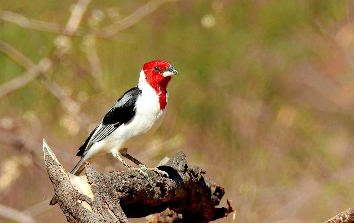 Red-cowled Cardinal - ML611978289